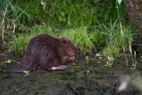 Jonge Bever