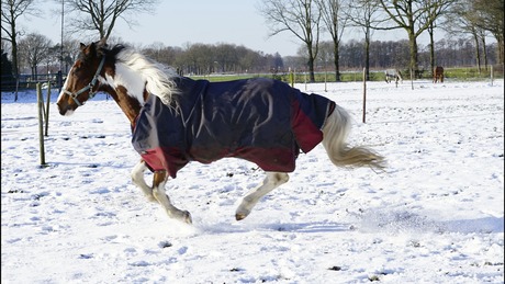 Spelen in de sneeuw 