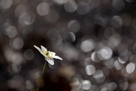Schitterende bosanemoon
