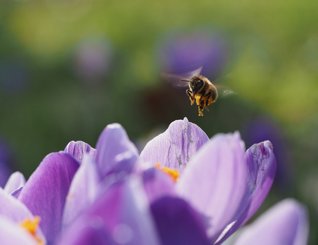 Bijtje vliegt naar krokus .