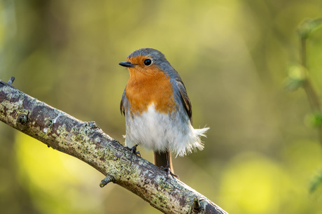 Roodborst