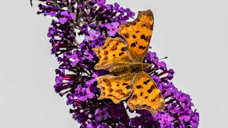 De gehakkelde Aurelia