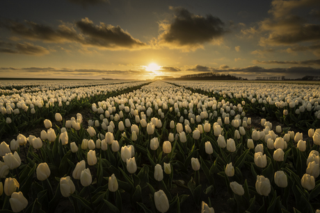 Gouden Tulpen