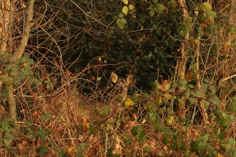 Ik zie jou, zie je mij?