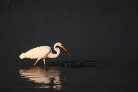 Zilver reiger in het laatste zonlicht