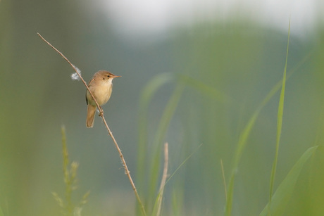 Kleine karekiet of bosrietzanger 🧐
