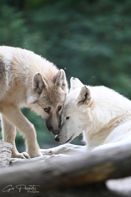 Young White Wulf and his family 