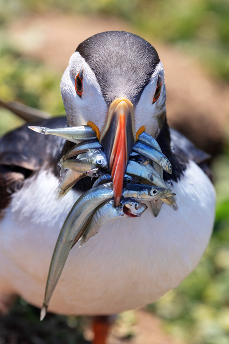 Papegaaiduiker op het eiland Skomer