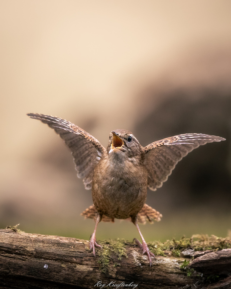 Winterkoning wil opera zanger worden