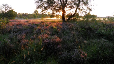 Het oosterlicht