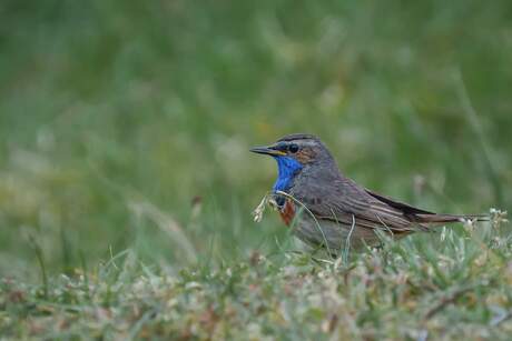 Blauwborst