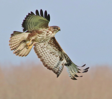 Buizerd in de vlucht