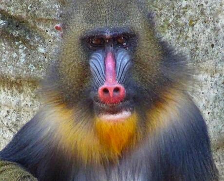 Kleurrijke Mandril