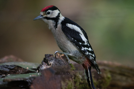 Jonge grote bonte specht