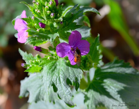 Tuinjudaspenning met een Rhingia Insect