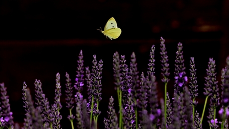 flinder in mijn tuin