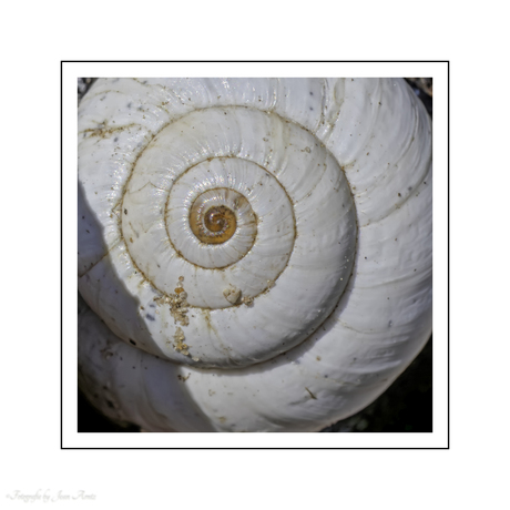 Eye of the snail