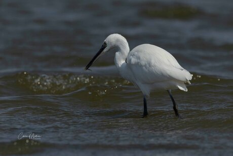 Kleine zilver reiger met visje 