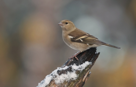 Vink