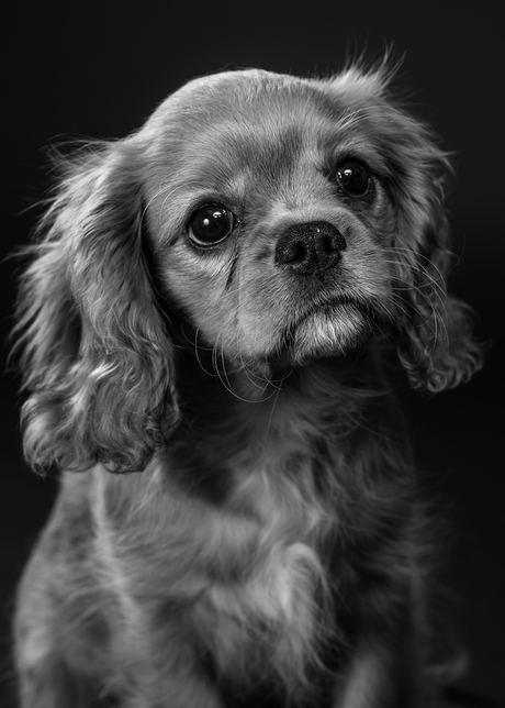 Guus de Cavalier-kingcharlesspaniël