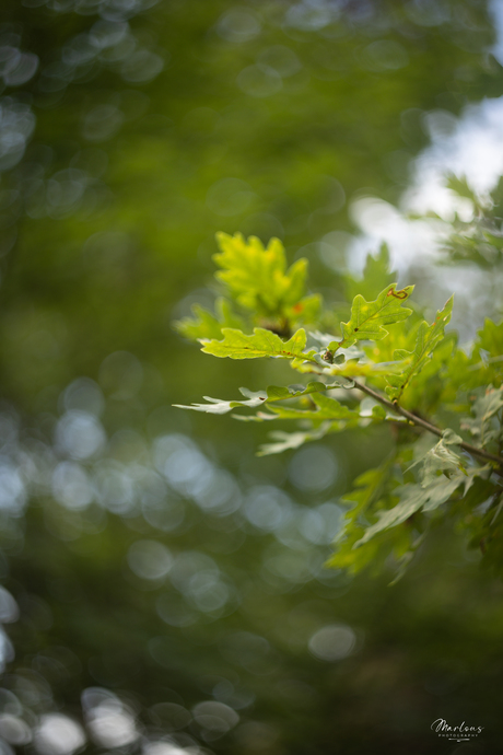 Eikenblad met bokeh-effect