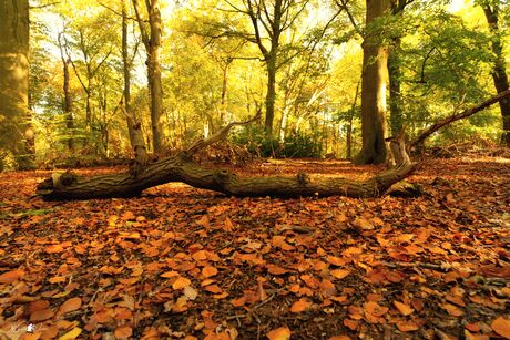 Horizontal flat in autumn