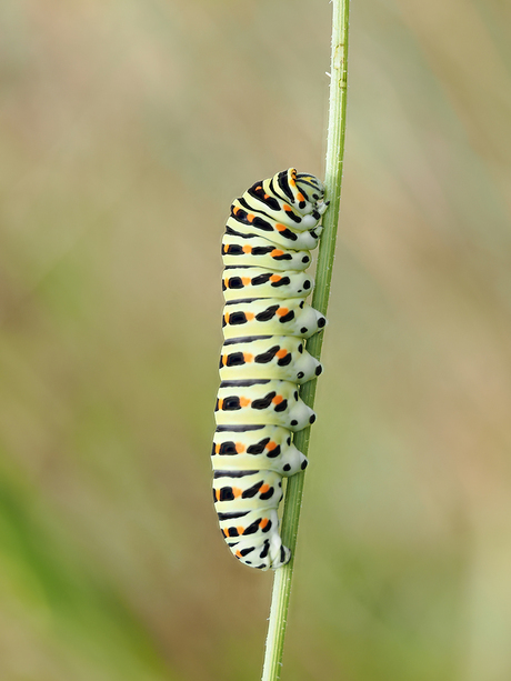 Rups Koninginnenpage