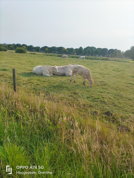 Koetjes & kalfjes 