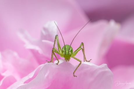 Groene struiksprinkhaan 