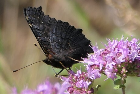 vlinder