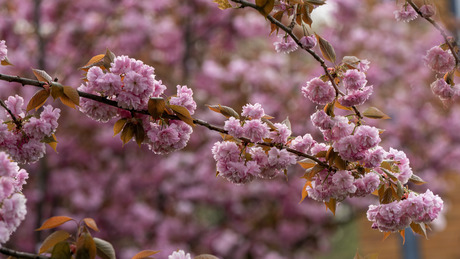 Lente vibes