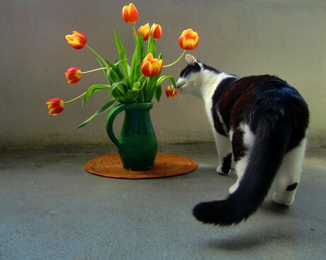 Elles sentent bon les tulipes.