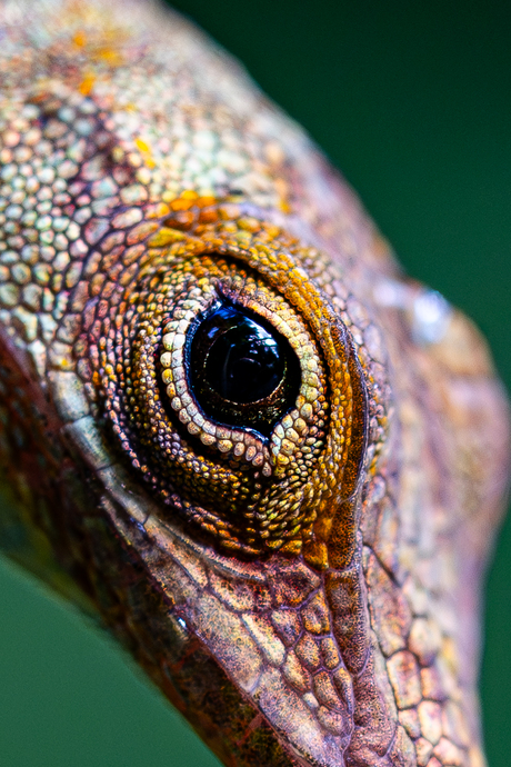 Anolis meester van kleur, snelheid en camouflage