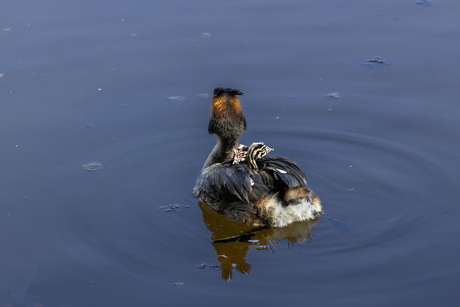 Tussen moeders vleugels 2
