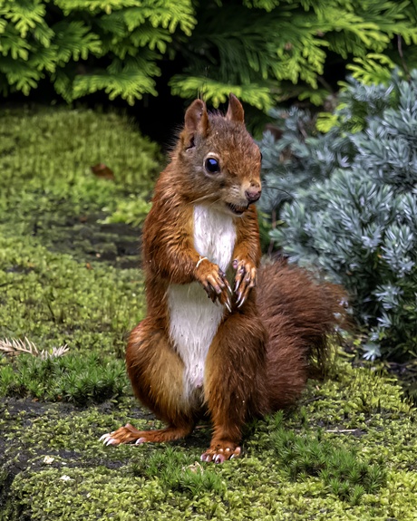 Europese rode eekhoorn