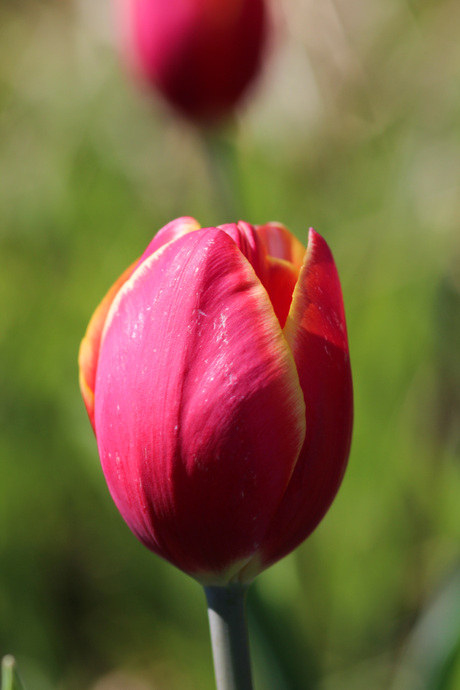 tulp