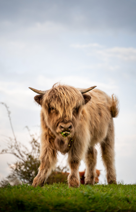 Schotse Hooglander aan het ontbijt