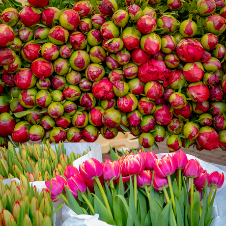 Compositie van pioenen en tulpen