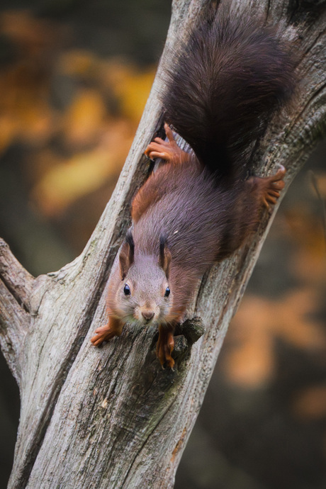 Nieuwsgierig eekhoorntje