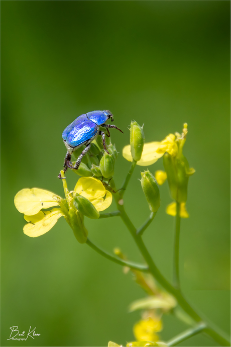 De Hoplia coerulea