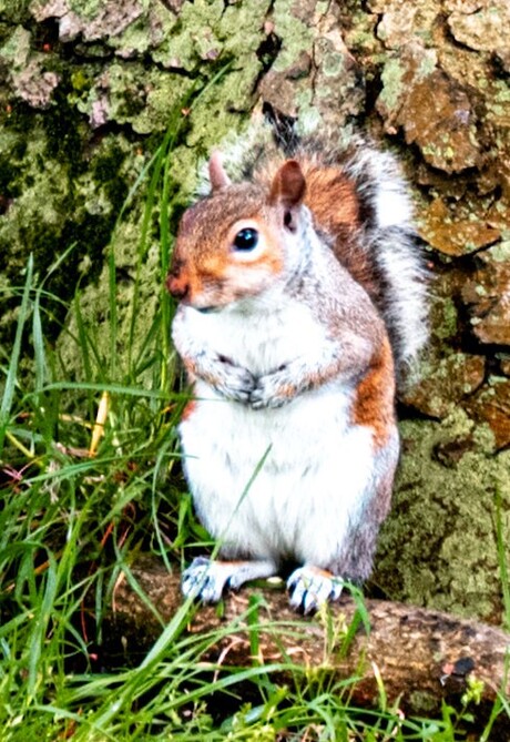 Wachten op een nootje