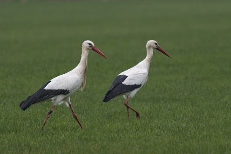 Ooievaar 3E712 met partner