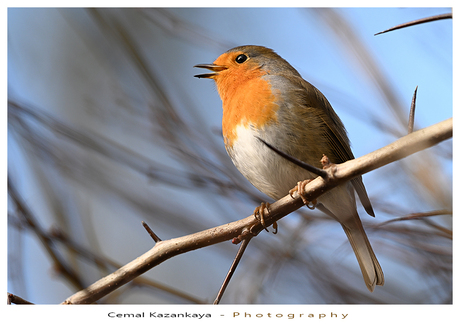 Roodborst