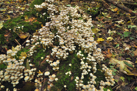 PaDDENSTOELEN