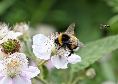 De Hommel op bloem van de braam.