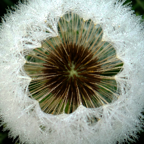 Hart van paardenbloem.