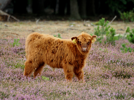 Schotse Hooglander