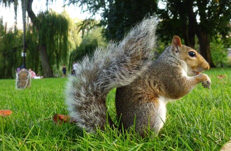 Wildlife in het stadspark
