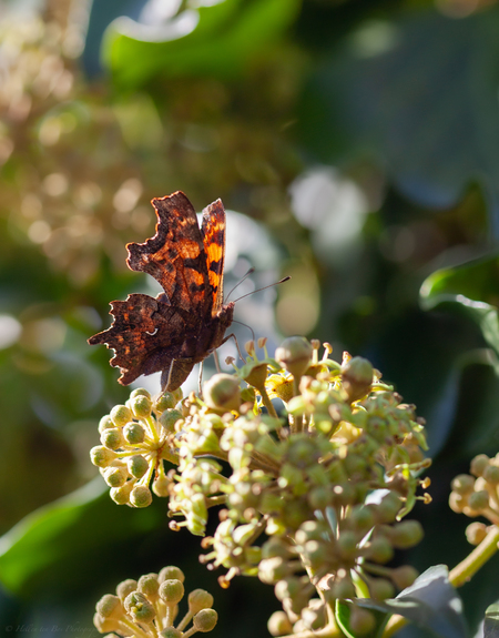 Polygonia C-Album - Kleine dondersteen... - foto door Heltje71 op 11-10-2024 - locatie: Musselkanaal, Nederland - deze foto bevat: vlinder, macro, tuin, zonnig, canon, canon eos 5d mark ii, ef100mm f/2.8 macro usm, iso 100, diafragma ƒ/3.2, sluitertijd 1/400s, brandpuntafstand 100mm, bloem, plant, bestuiver, insect, vlinder, geleedpotige, motten en vlinders, bloeiende plant, ongedierte, stuifmeel