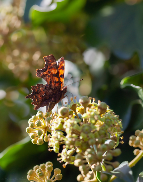 Polygonia C-Album